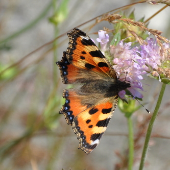 Naeldens%20takvinge%20%284%29